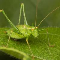 Speckled Bush Cricket 4 